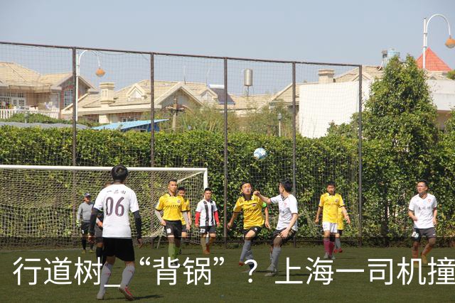 行道树 “背锅”？上海一司机撞树后主张树木全责，结果来了